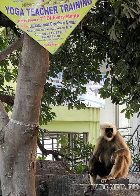 yoga-teacher-monkey.jpg