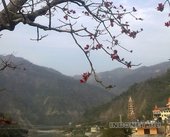 Rishikesh_laxman_jhoola