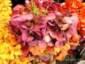 Фото орхидей из Бангкока